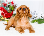 Small Photo #69 Cavalier King Charles Spaniel Puppy For Sale in WAKARUSA, IN, USA