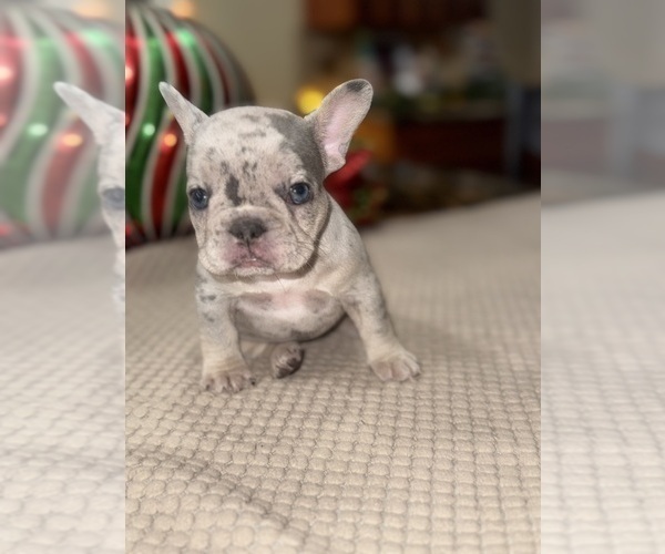 Medium Photo #44 French Bulldog Puppy For Sale in HILTON, NY, USA