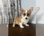 Small #4 Pembroke Welsh Corgi