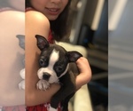 Small Photo #13 Boston Terrier Puppy For Sale in SYLMAR, CA, USA