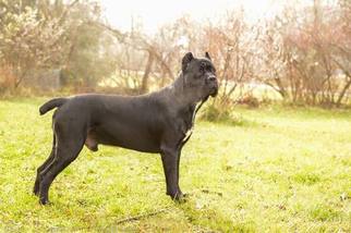 Father of the Cane Corso puppies born on 11/01/2017