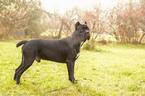 Small Photo #1 Cane Corso Puppy For Sale in GROVE CITY, OH, USA