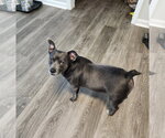 Small #2 Chihuahua Mix