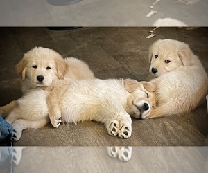 English Cream Golden Retriever Puppy for sale in YUMA, AZ, USA
