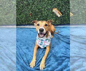 PAWTINA MCBRIDE - Female American Pit Bull Terrier Dog for Adoption - Photo #4