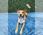 Small Photo #4 American Pit Bull Terrier Puppy For Sale in Corpus Christi, TX, USA