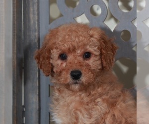 Goldendoodle (Miniature) Puppy for sale in MOUNT VERNON, OH, USA