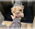 Small Bulldog
