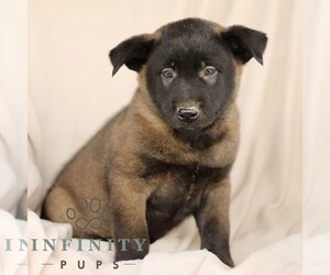 Belgian Malinois Puppy for sale in RONKS, PA, USA