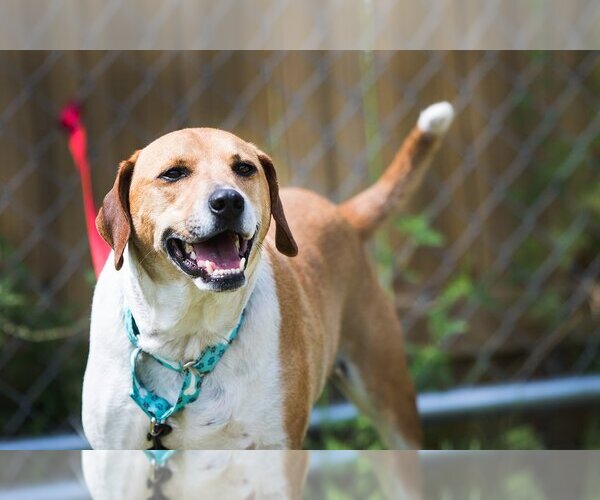 Medium Photo #6 Beagle-Unknown Mix Puppy For Sale in Sanford, FL, USA