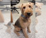 Reverend - Male Airedale Terrier Dog for Adoption - Small photo