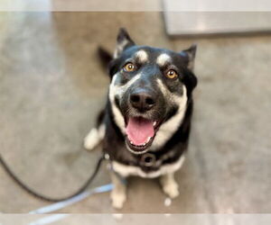 Siberian Husky Dogs for adoption in Tavares, FL, USA