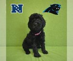 Small Poodle (Standard) Mix