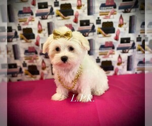 Maltese Puppy for sale in WINNSBORO, LA, USA