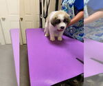Small #2 Great Pyrenees Mix