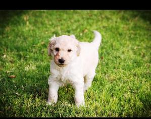 Goldendoodle Puppy for sale in LUBBOCK, TX, USA
