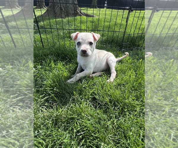 Medium Photo #2 Siberian Husky-Unknown Mix Puppy For Sale in Springdale, PA, USA