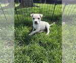 Small #1 Siberian Husky Mix