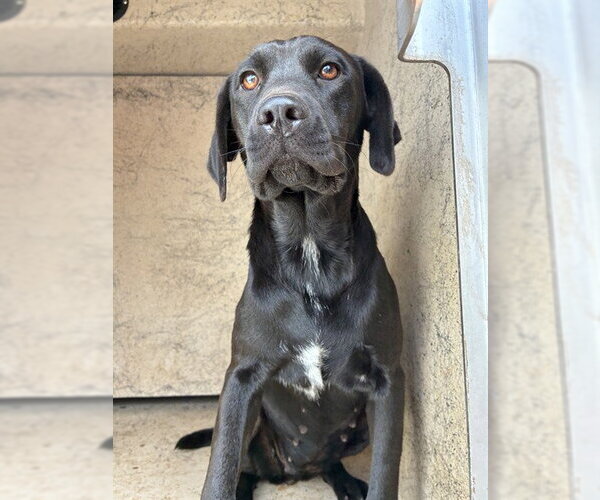 Medium Photo #1 Mutt Puppy For Sale in Oklahoma City, OK, USA