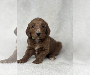 Goldendoodle-Poodle (Standard) Mix Puppy for sale in COLBERT, WA, USA