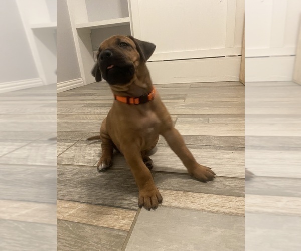 Medium Photo #8 Rhodesian Ridgeback Puppy For Sale in KELLER, TX, USA