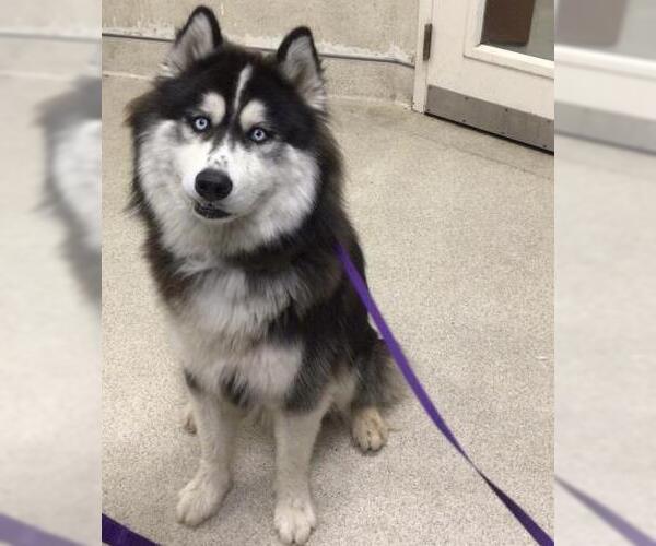Medium Photo #1 Siberian Husky Puppy For Sale in Riverside, CA, USA