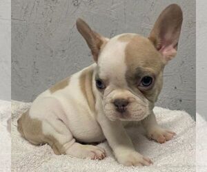 French Bulldog Puppy for sale in CHARLESTON, SC, USA