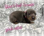 Puppy 1 Doberman Pinscher