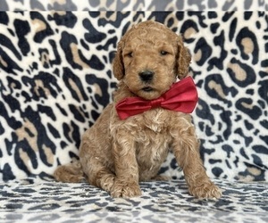 Goldendoodle Puppy for sale in LANCASTER, PA, USA