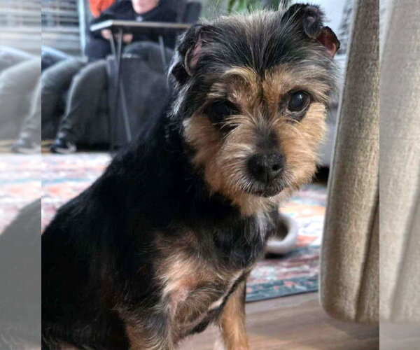 Medium Photo #1 Mutt Puppy For Sale in Arlington, VA, USA