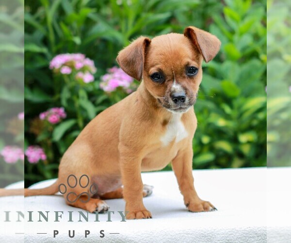 Medium Photo #3 Cavapoo (Miniature)-Jack Russell Terrier Mix Puppy For Sale in EAST EARL, PA, USA