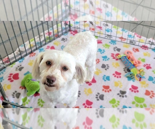 Medium Photo #5 Havanese Puppy For Sale in ORO VALLEY, AZ, USA