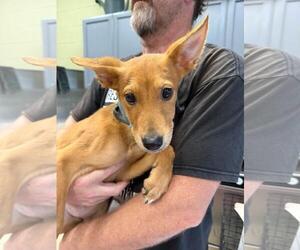 Mutt Dogs for adoption in Rockwall, TX, USA