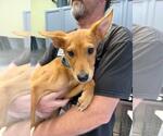 Junebug - Female Mutt Dog for Adoption - Small photo