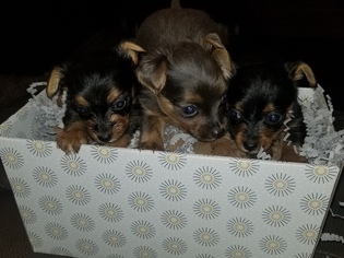 Chorkie-Yorkshire Terrier Mix Puppy for sale in PHILADELPHIA, PA, USA