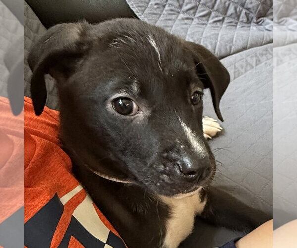 Medium Photo #2 Catahoula Leopard Dog-Labrador Retriever Mix Puppy For Sale in Aurora, IN, USA
