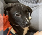 Small #1 Catahoula Leopard Dog-Labrador Retriever Mix