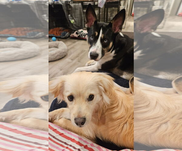 Medium Photo #3 Retriever -Unknown Mix Puppy For Sale in Bellevue, WA, USA