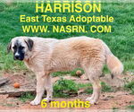 Small #12 Anatolian Shepherd-Great Pyrenees Mix