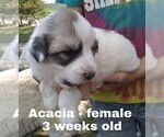 Small Photo #16 Great Pyrenees Puppy For Sale in HILLSVILLE, VA, USA