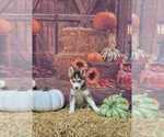Puppy Puck Siberian Husky