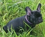 Small Photo #15 French Bulldog Puppy For Sale in TERRELL, TX, USA
