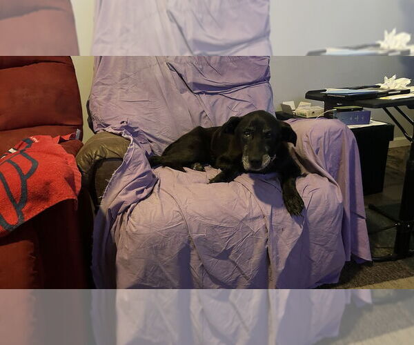 Medium Photo #2 Labrador Retriever-Unknown Mix Puppy For Sale in Evansville, IN, USA