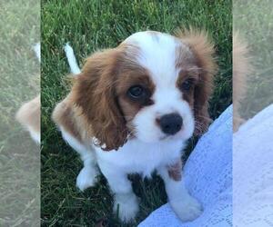 Cavalier King Charles Spaniel Puppy for sale in TEMPLETON, CA, USA