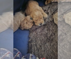 Golden Retriever Puppy for Sale in SAN ANTONIO, Texas USA