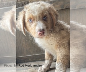 Australian Shepherd Puppy for Sale in SAN ANGELO, Texas USA