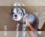 Small Photo #6 English Bulldog Puppy For Sale in BAKERSFIELD, CA, USA