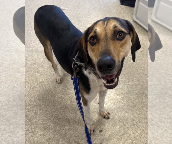 Medium Photo #6 Treeing Walker Coonhound-Unknown Mix Puppy For Sale in Germantown, OH, USA