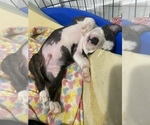 Small Photo #15 American Pit Bull Terrier Puppy For Sale in MIAMI, FL, USA