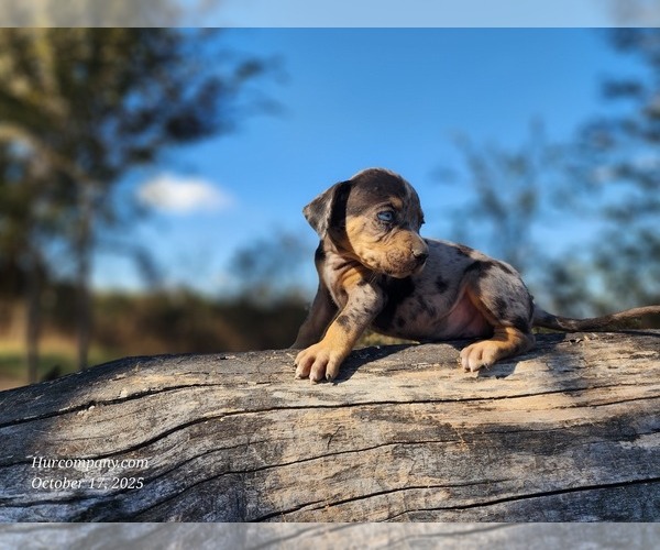 Medium Photo #8 Catahoula Leopard Dog Puppy For Sale in CUMBY, TX, USA